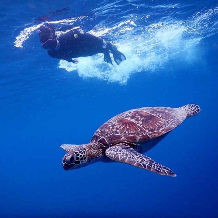 シュノーケリング