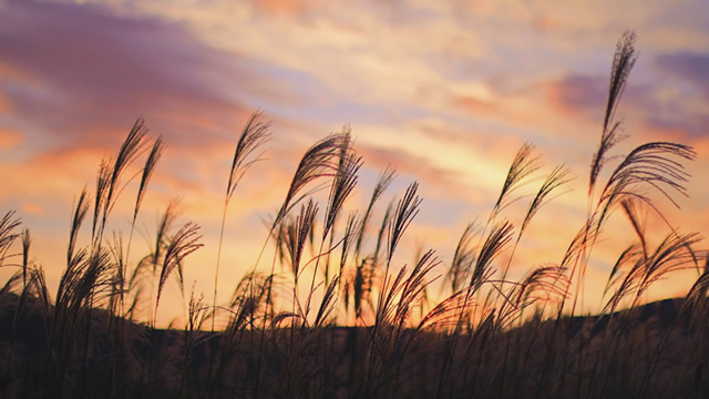 Blowin' in the Wind