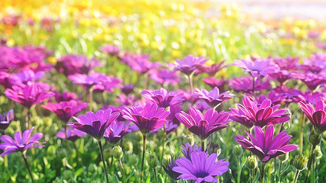 我がフィールドは大輪の花畑