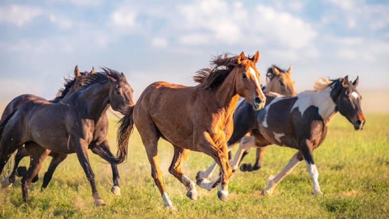 "Fast horse" of food industry